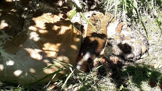 'Bu nasıl müslümanlık?' diye tepki gösterdi