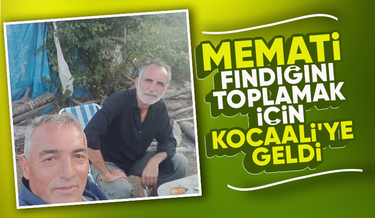 'Memati' Gürkan Uygun, Kocaali'de fındık topladı