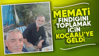 'Memati' Gürkan Uygun, Kocaali'de fındık topladı