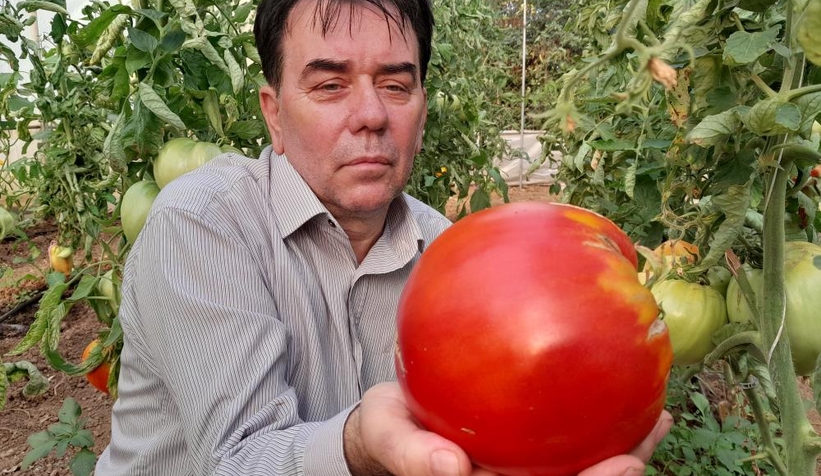 1 kilo 712 gramlık domates yetiştirdi