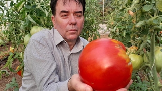 1 kilo 712 gramlık domates yetiştirdi