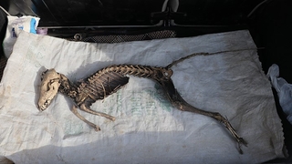 1 metre boyunda, yırtıcı dişleri var