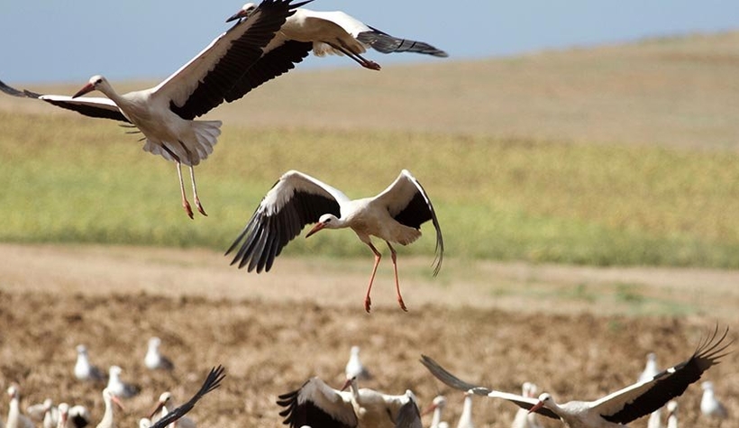1 milyon leylek, sonbahar göçü için havalandı!