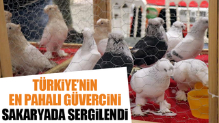1 milyon liralık güvercin sakarya'da sergilendi