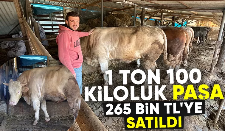 1 ton 100 kiloluk kurbanlık satıldı