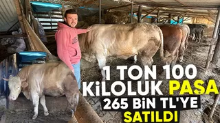 1 ton 100 kiloluk kurbanlık satıldı