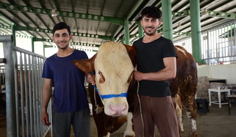 1 ton 100 kiloluk Paşa, 60 bin TL’ye satıldı
