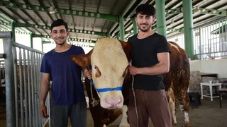 1 ton 100 kiloluk Paşa, 60 bin TL’ye satıldı