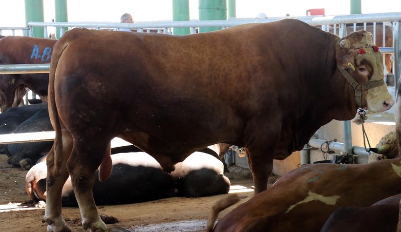 1 ton 200 kiloluk boğa 32 bin liraya satıldı