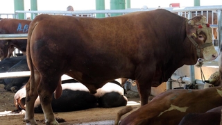 1 ton 200 kiloluk boğa 32 bin liraya satıldı