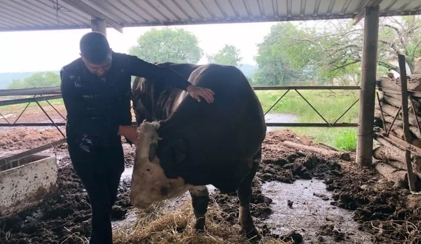 1 ton 300 kiloluk boğa 30 bin liraya alıcı bekliyor