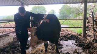 1 ton 300 kiloluk boğa 30 bin liraya alıcı bekliyor