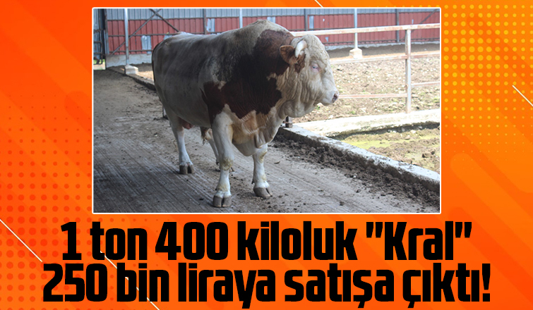 1 ton 400 kiloluk kurbanlık boğa otomobil fiyatına satılıyor