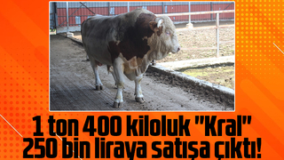 1 ton 400 kiloluk kurbanlık boğa otomobil fiyatına satılıyor