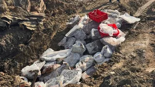 1 tona yakın etiketsiz dana ciğeri ele geçirildi