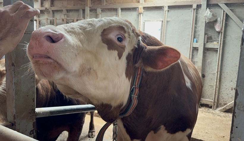 1 tonluk dana 200 bin liraya satıldı