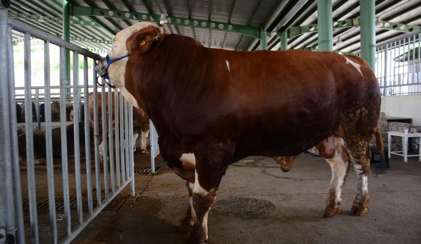 1 tonluk kurbanlık boğa 60 bin lira!