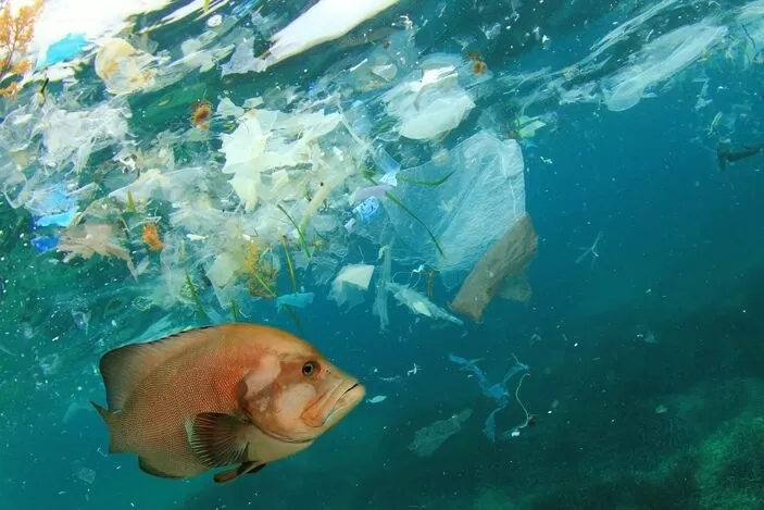 10 balıktan 4’ünde mikroplastik tespit edildi