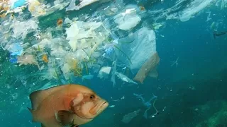 10 balıktan 4’ünde mikroplastik tespit edildi