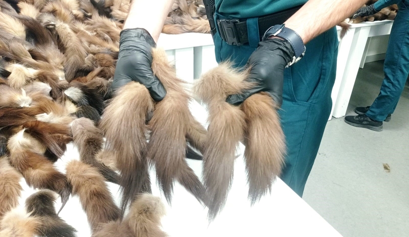 10 bin 300 adet tilki kuyruğu yakalandı