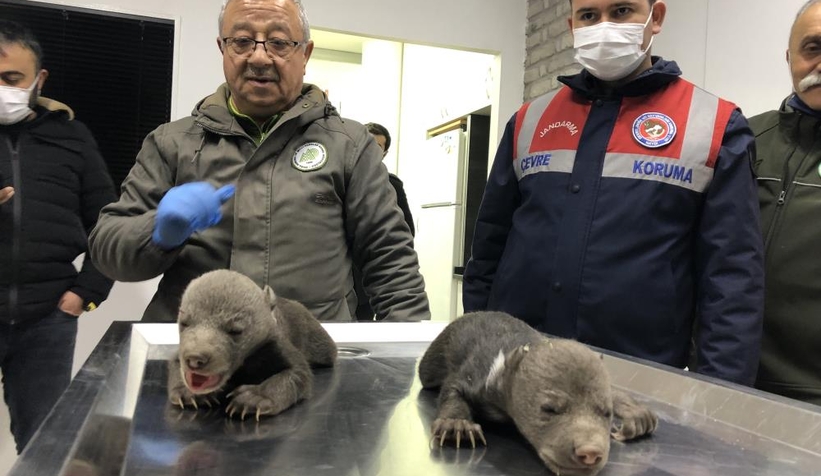 10 günlük bozayılar donmak üzereyken bulundu