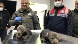 10 günlük bozayılar donmak üzereyken bulundu