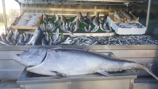 100 kiloluk dev orkinosu sergiledi