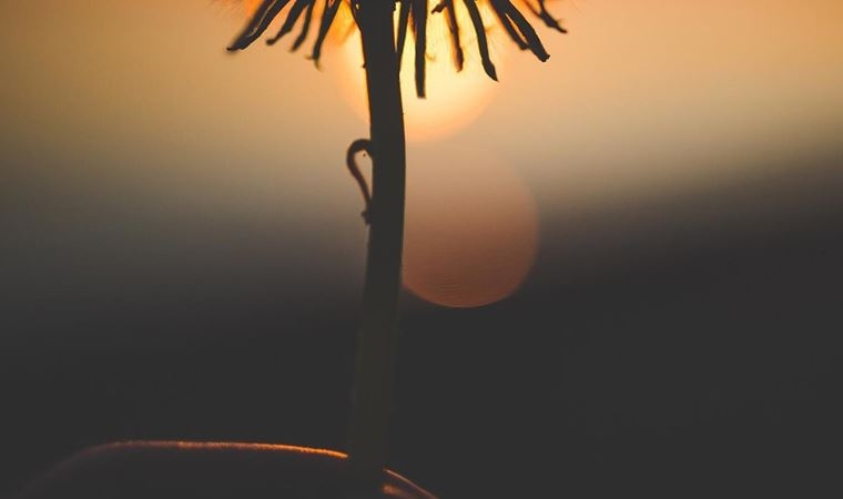 100 milyon yıl öncesine ait çiçek türü keşfedildi