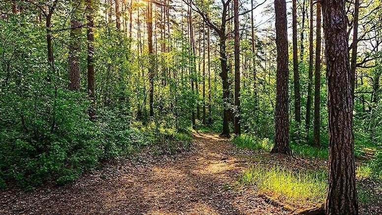 11 ilde bazı alanlar orman sınırları dışına çıkartıldı