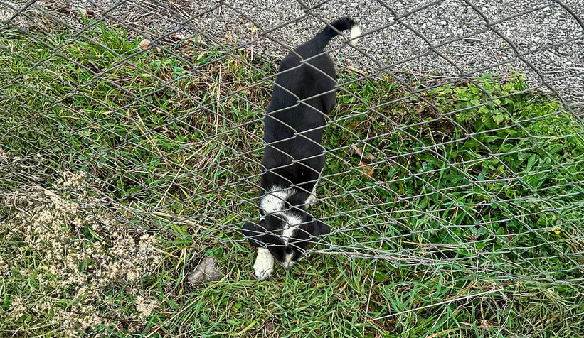 11 metrelik çukurdan sağ salim kurtarıldı