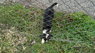 11 metrelik çukurdan sağ salim kurtarıldı
