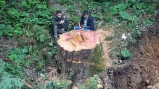 1183 yaşındaki porsuk ağacını kestiler