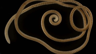 1300 ayaklı kırkayak keşfedildi