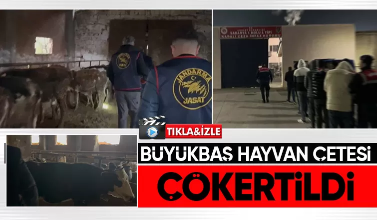 14 büyükbaş hayvan çalan çete çökertildi
