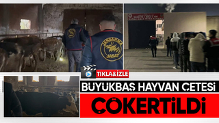 14 büyükbaş hayvan çalan çete çökertildi