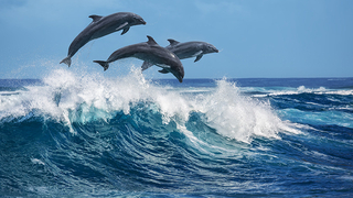 14 yeni önemli Deniz Memelileri Alanı ilan edildi