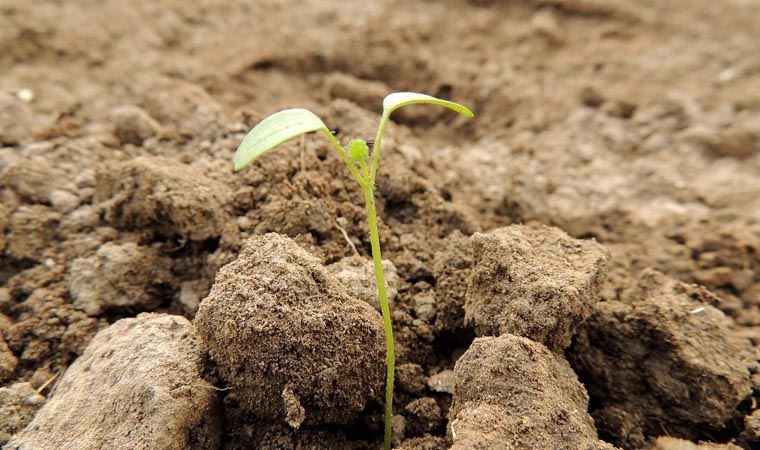 142 yaşındaki tohum filizlendi