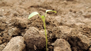 142 yaşındaki tohum filizlendi