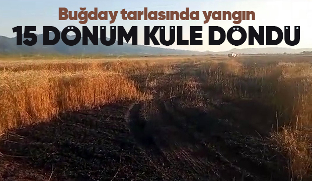 15 dönüm buğday tarlası kül oldu