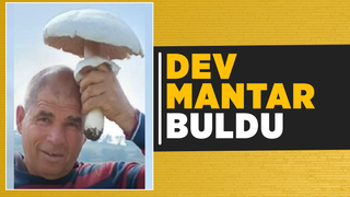 1,5 kiloluk kuzugöbeği mantarı buldu
