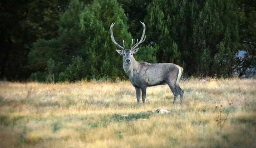 15 kızıl geyiği mahkeme kurtardı