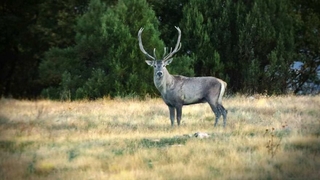 15 kızıl geyiği mahkeme kurtardı