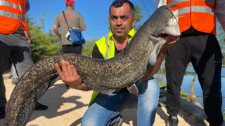 1,5 metrelik dev yayın balığı yakalandı