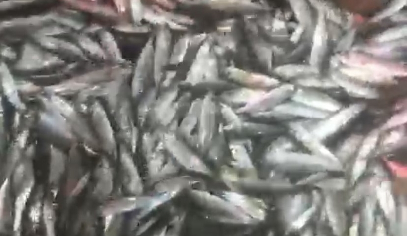 1,5 ton balık yakaladılar