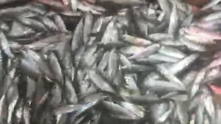 1,5 ton balık yakaladılar