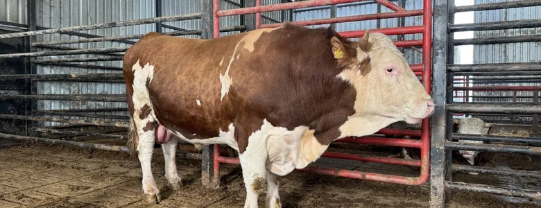 1,5 tonluk dev tosun kurbanlık için alıcısını bekliyor