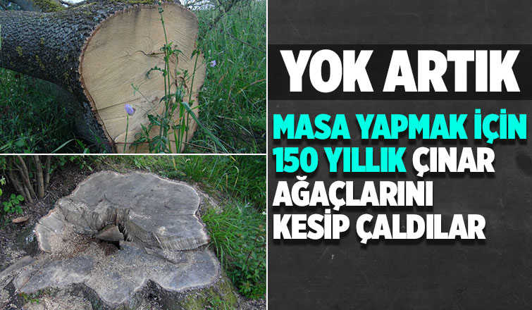 150 yıllık çınar ağaçlarını çaldılar