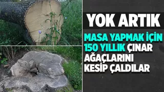 150 yıllık çınar ağaçlarını çaldılar