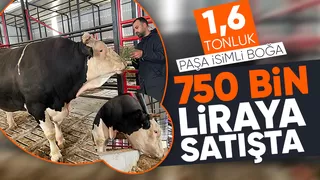 1,6 tonluk kurbanlık boğa 750 bin liraya satışta