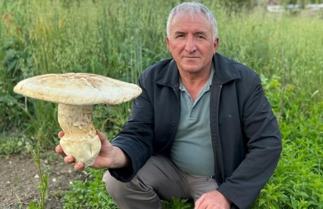 2 kiloluk dev mantar görenleri şaşırttı